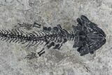 Discosauriscus (Early Permian Reptiliomorph) - Czech Republic #76373-2
